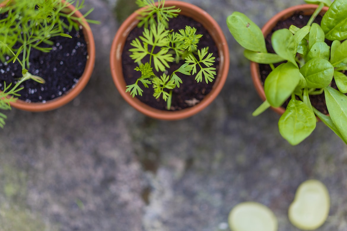 beginner’s herb plant garden