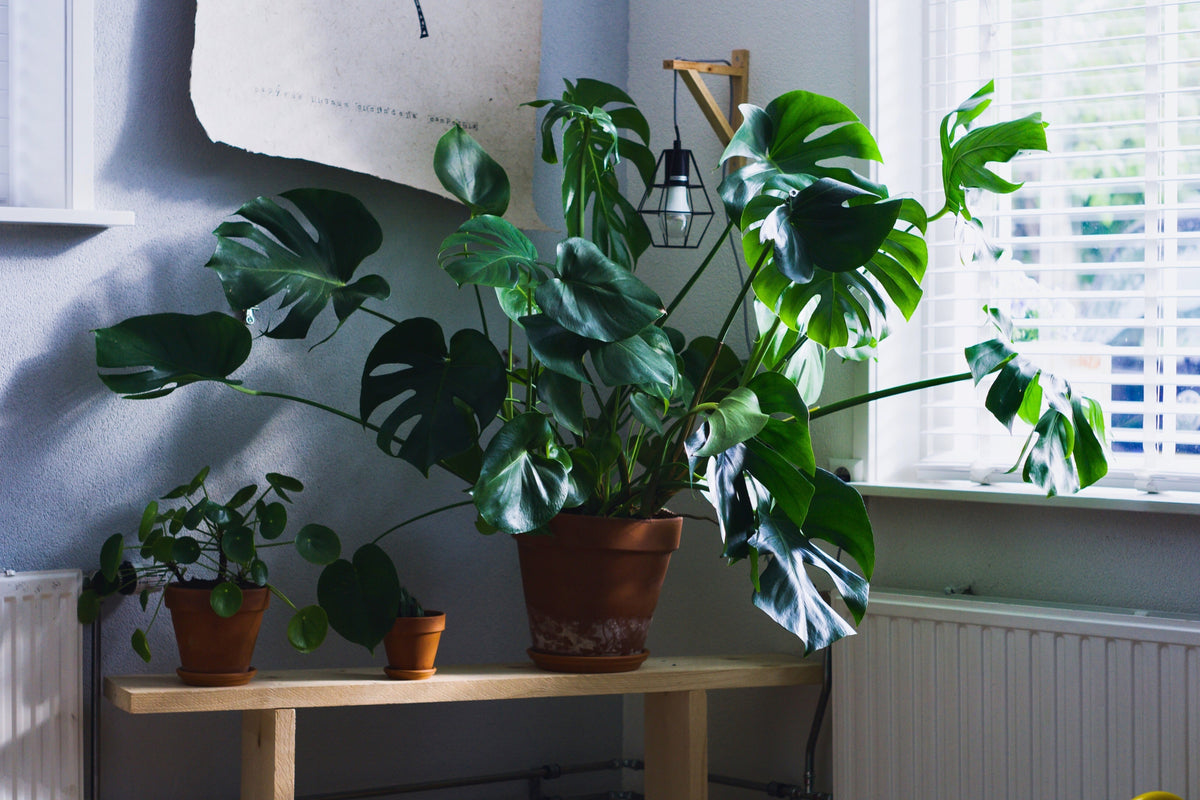 potted monstera plant indoor