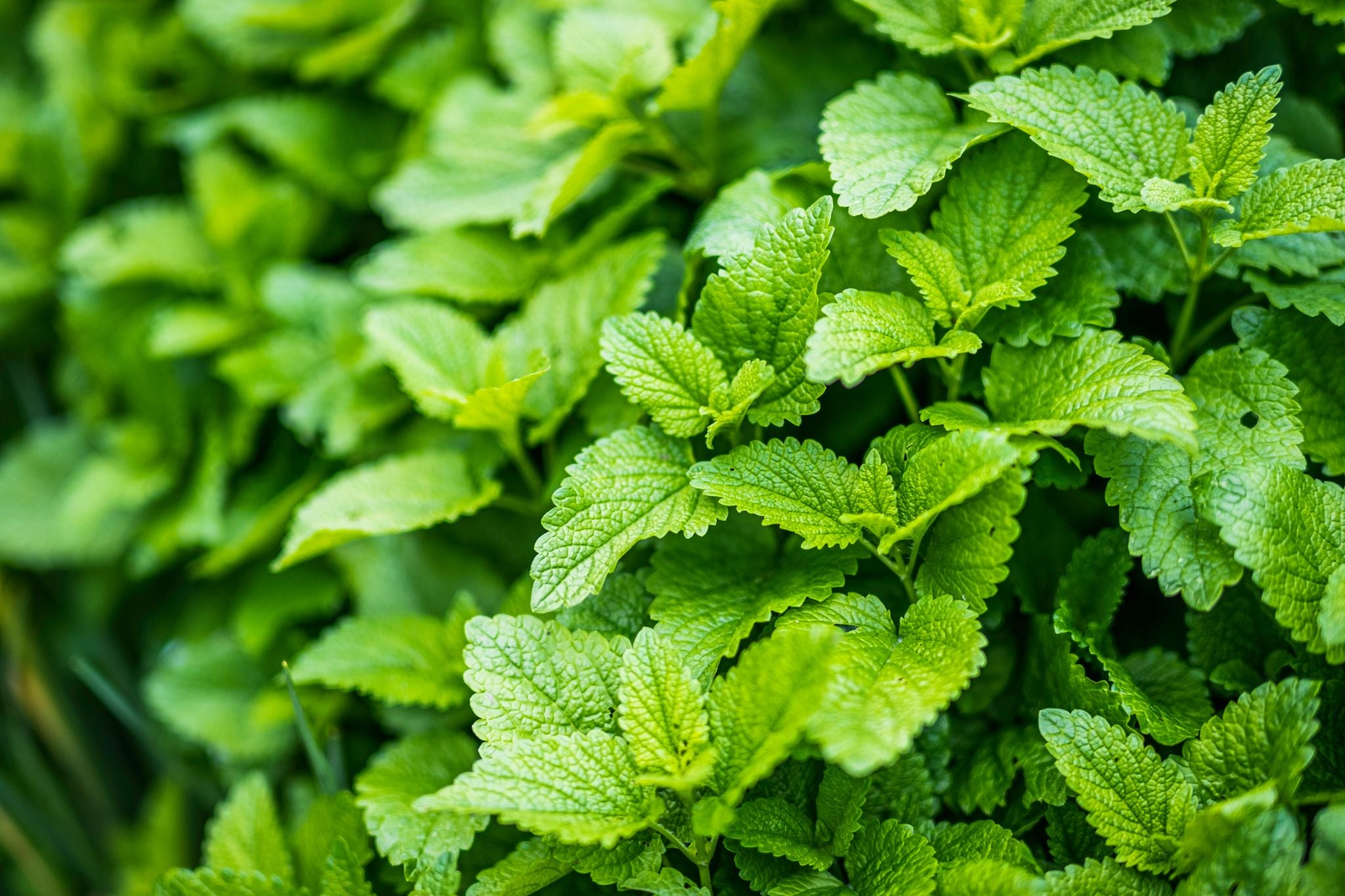 mint growing