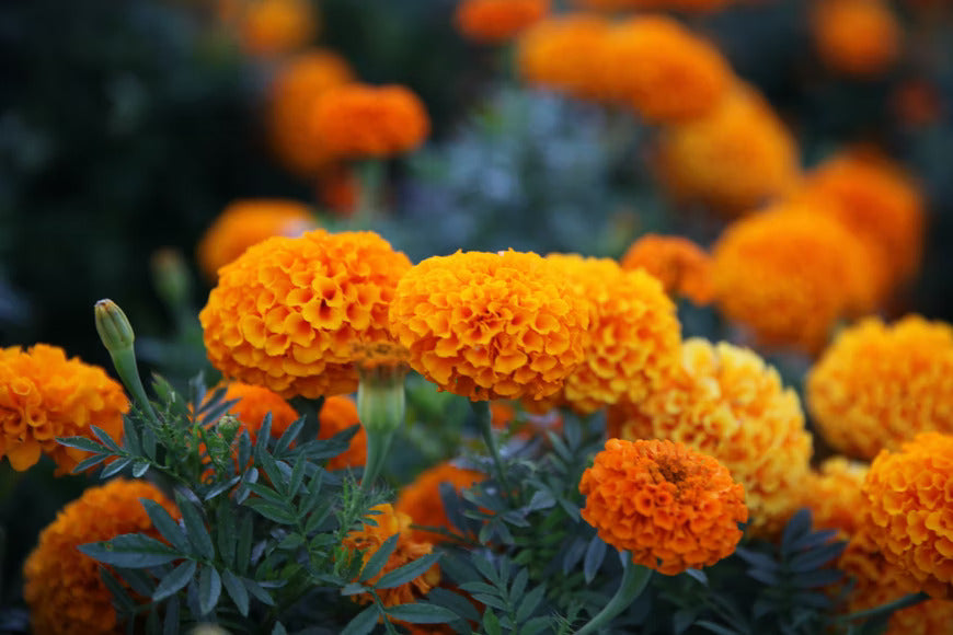 orange marigold flowers