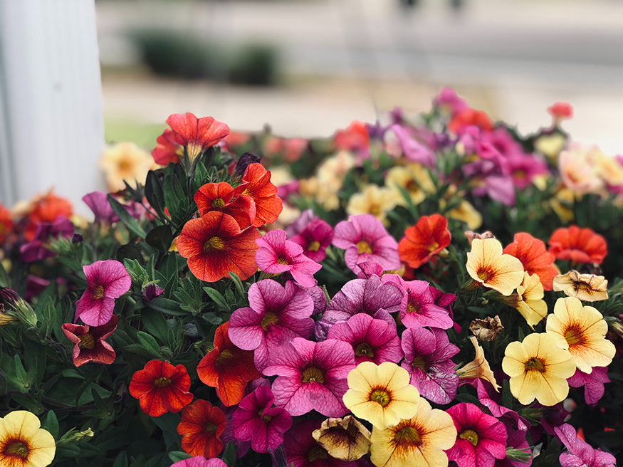petunias growing on a windowsill