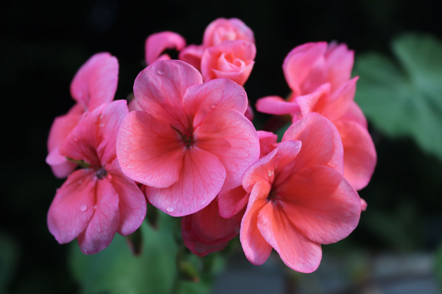 pink geraniums