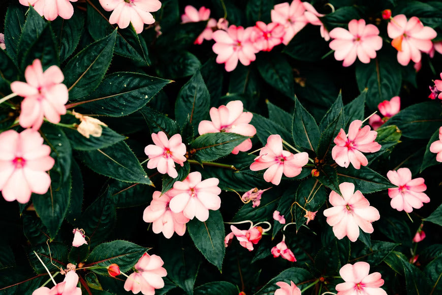 pink impatiens flowers
