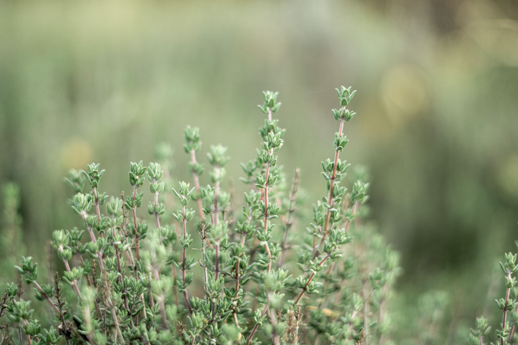 thyme herb