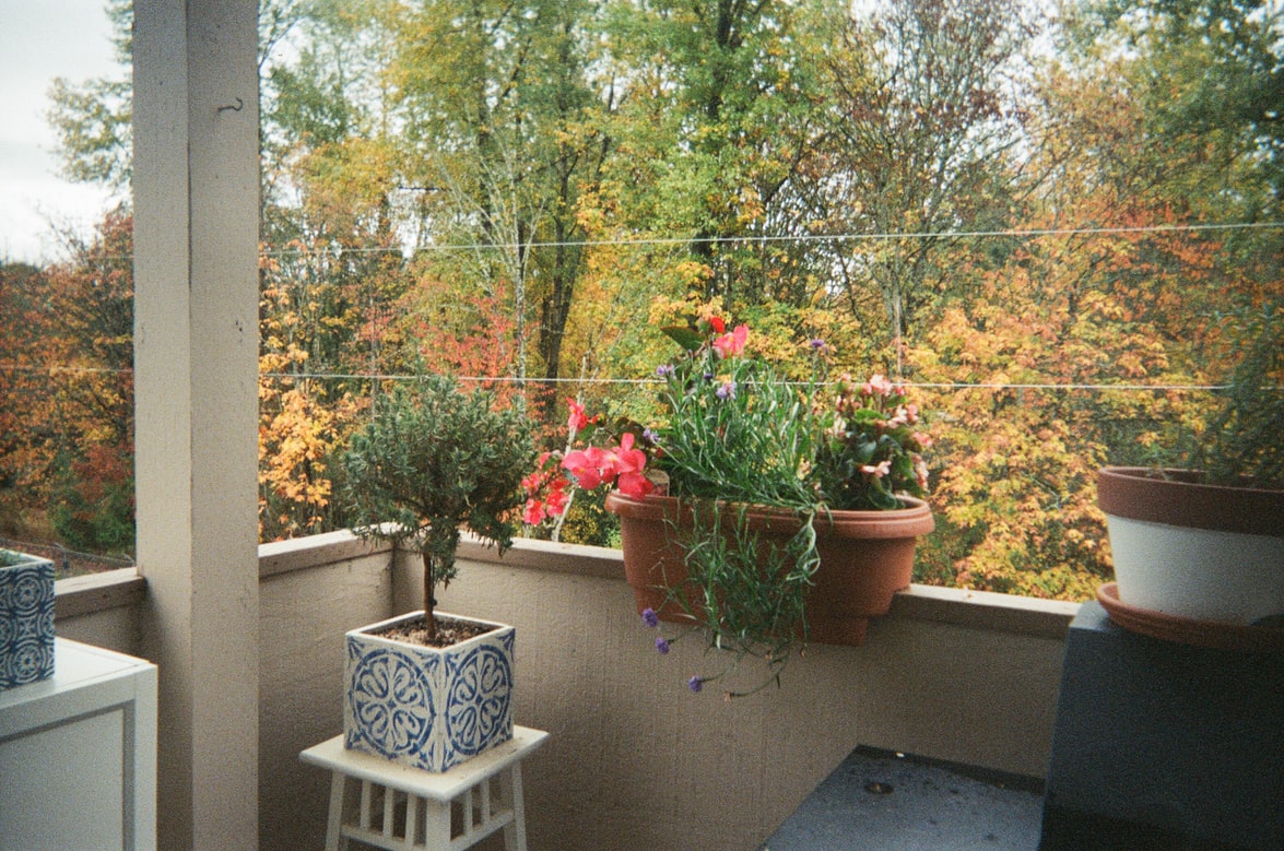 amateur balcony garden 