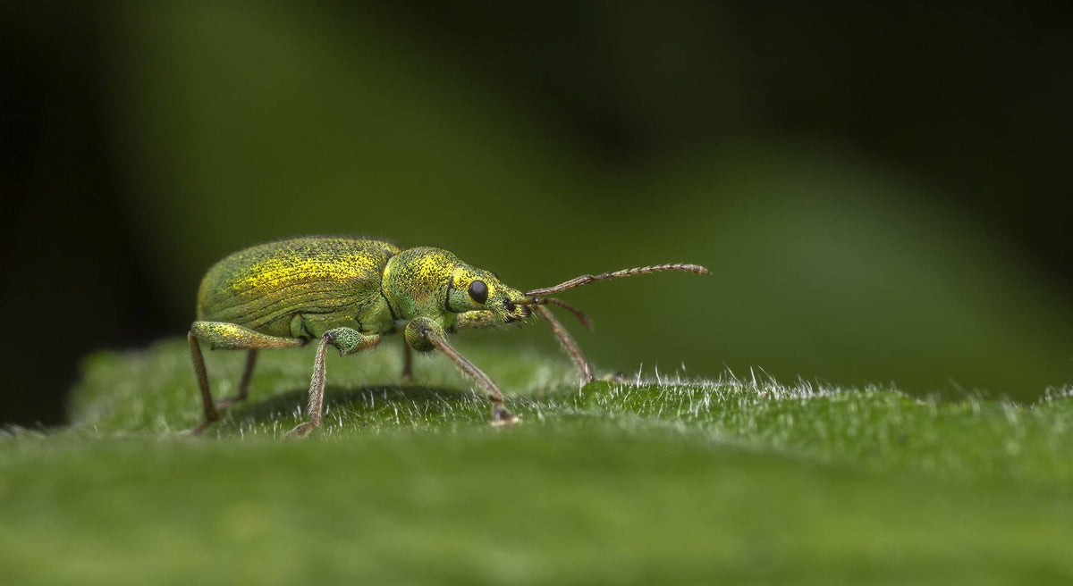 Common Garden Pests & How to Get Rid of Them 