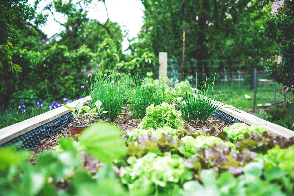 vegetable planter box for home gardening 