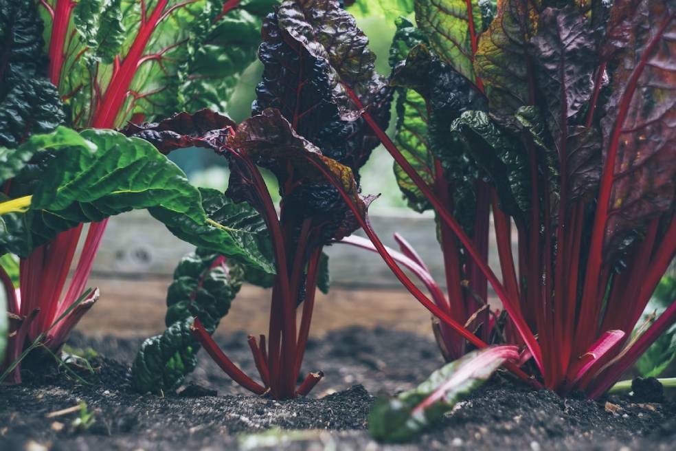 chard growing in dirt