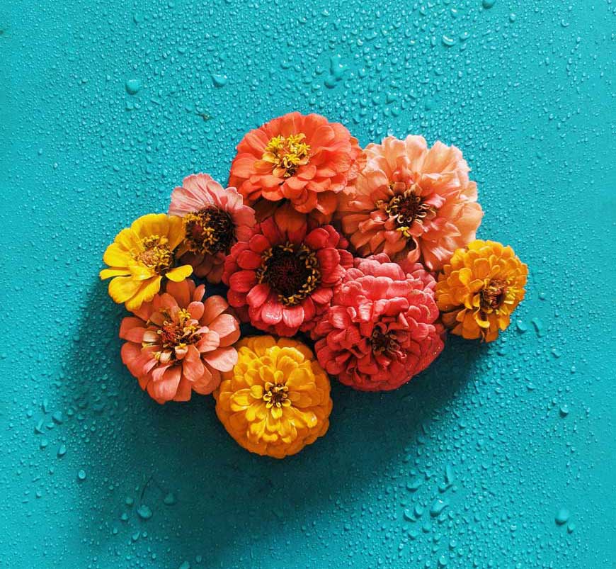 cluster of zinnias against a blue background