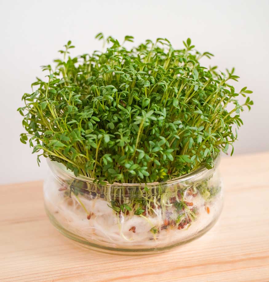 growing watercress in a container