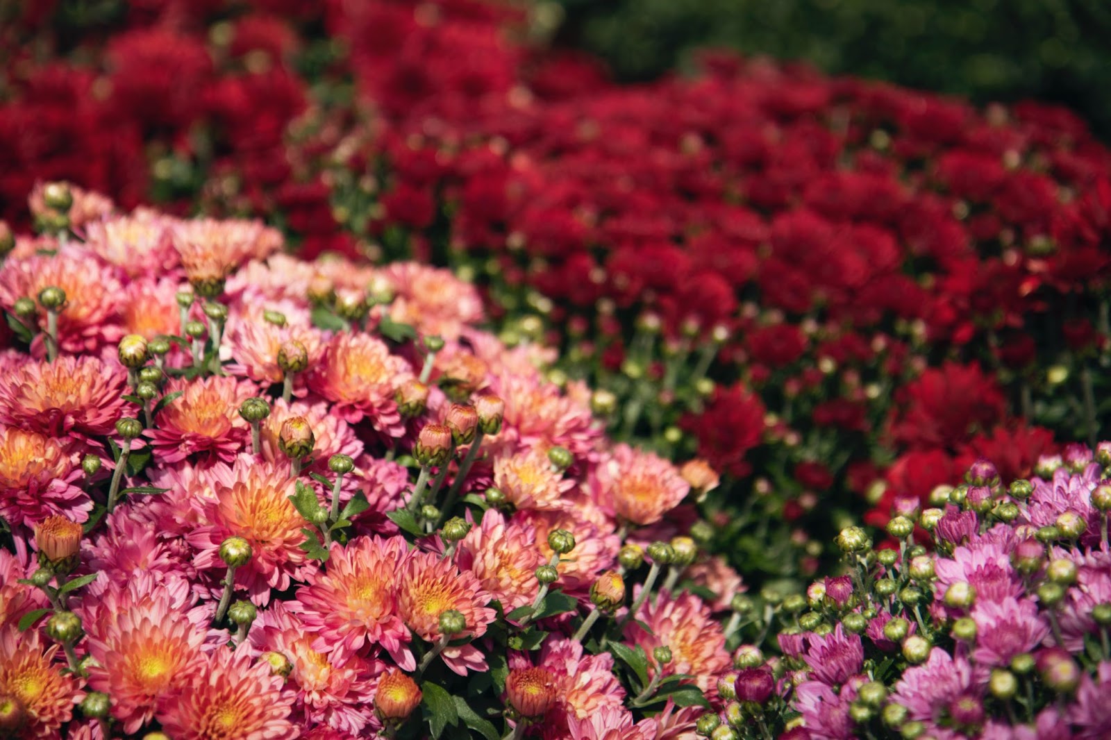 mum flowers