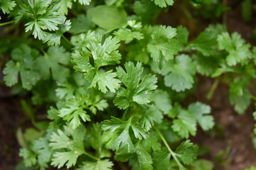 parsley herb growing in the ground