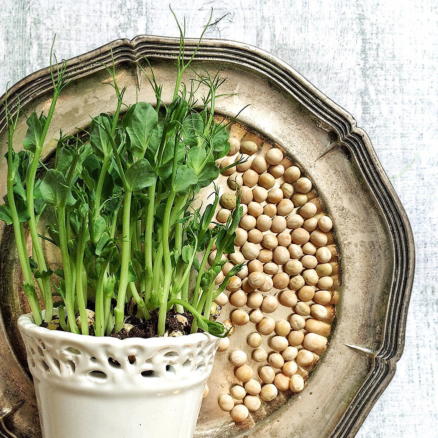 pea shoots in a pot and dried beans on a plate