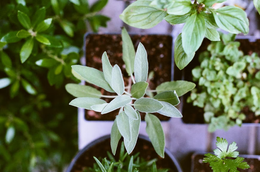 sage growing in a pot