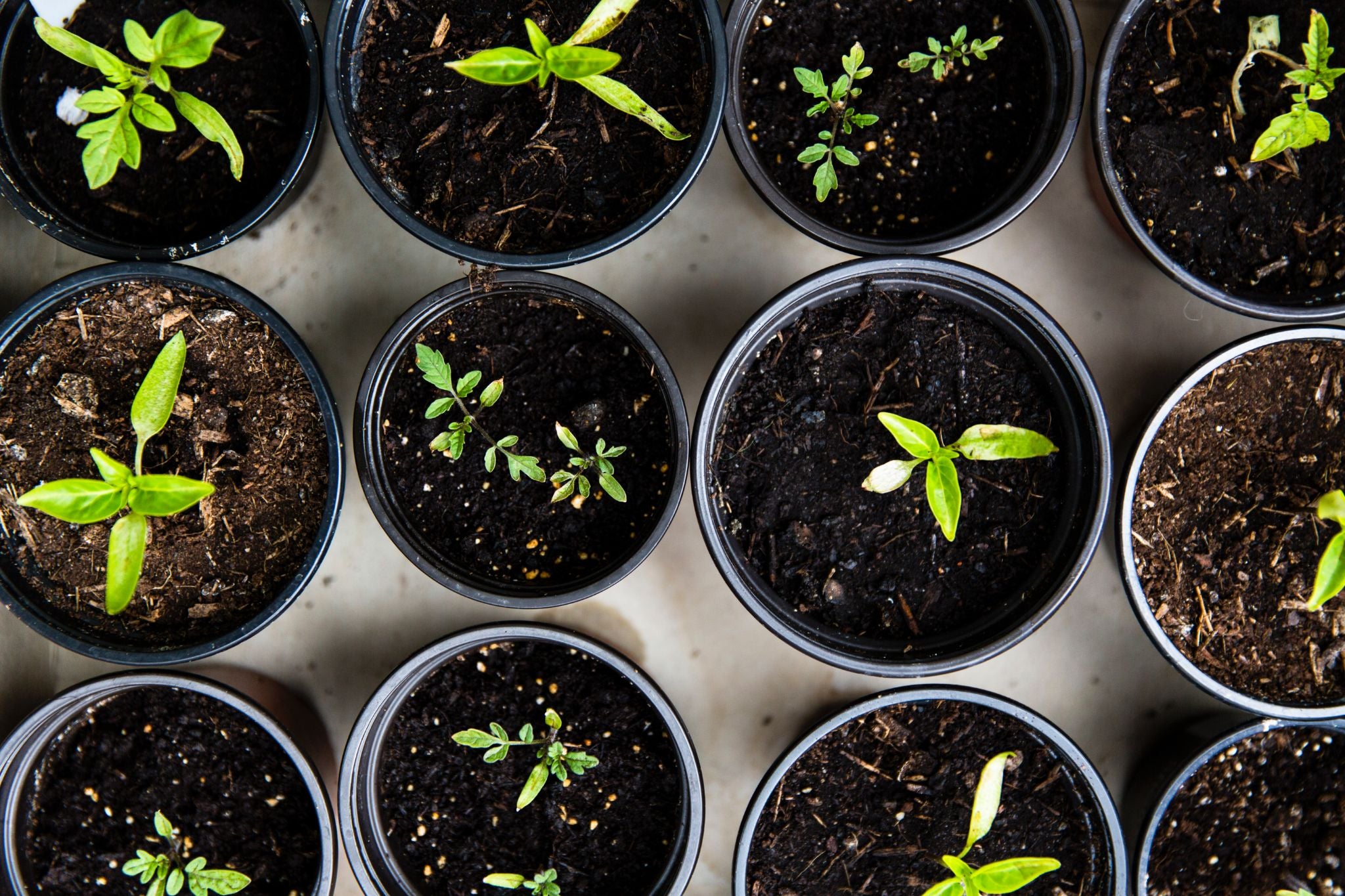 seedlings in pots